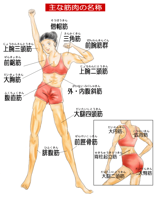 名前 筋肉 腕 の の 腕の筋肉を徹底解説！筋肉名称と鍛え方！